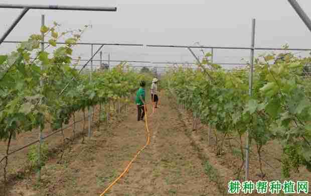 种植葡萄如何施氮肥(种植葡萄如何施氮肥肥料)